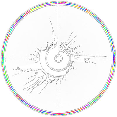 Circular representation of the phylogenetic tree